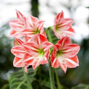 Two blooming amaryllis bulbs with large red and white blossoms.
