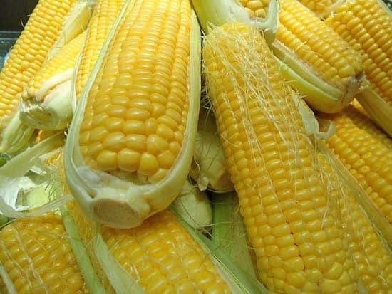 A dozen partially shucked ears of corn.