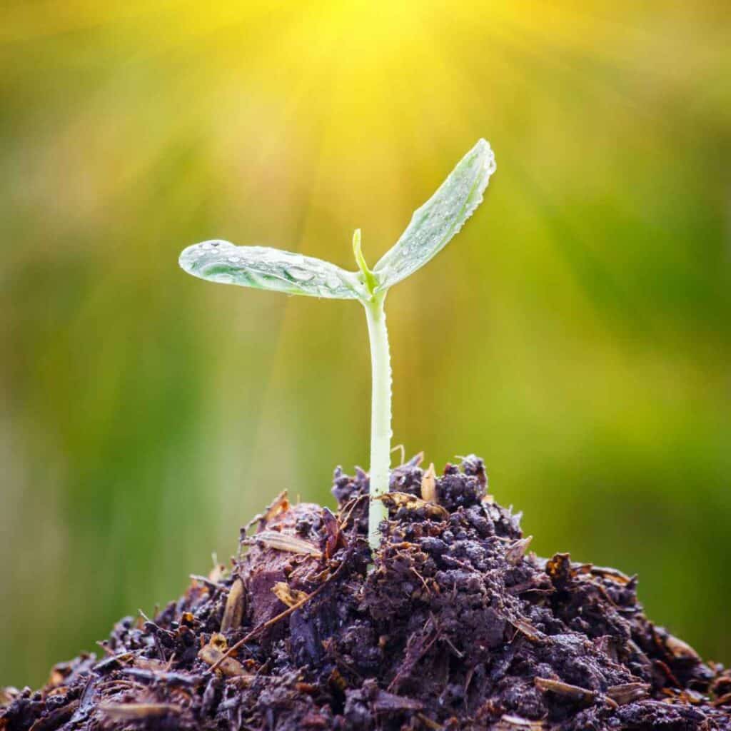 A small seedling emerging from the earth with filtered sunshine in the background.
