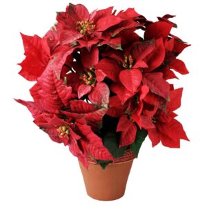 A poinsettia plant with slightly drooping leaves.