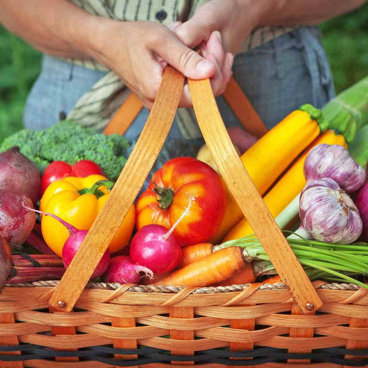 A person holding a large garden basket filled with radishes, garlic, carrots and squash.