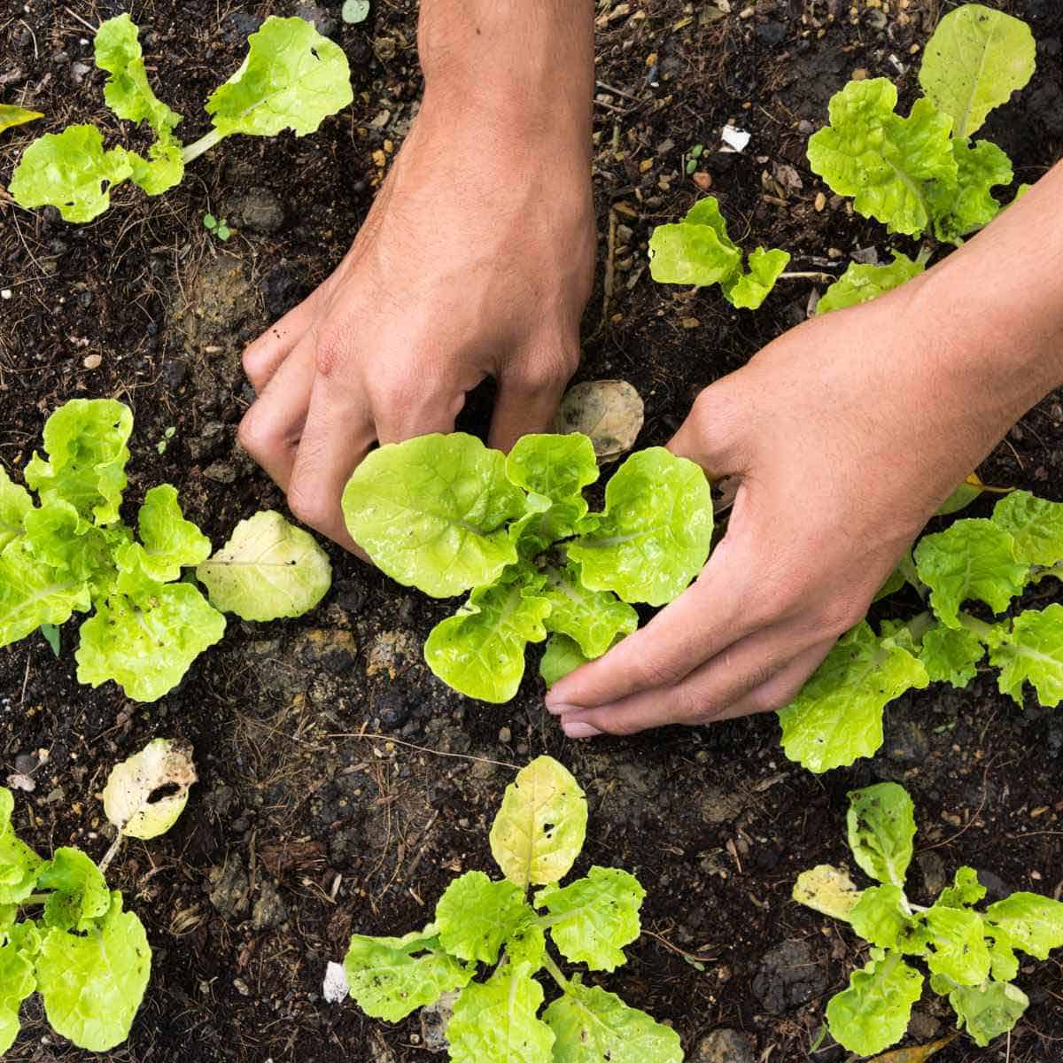 A person getting ready to pick lettuce in the garden.