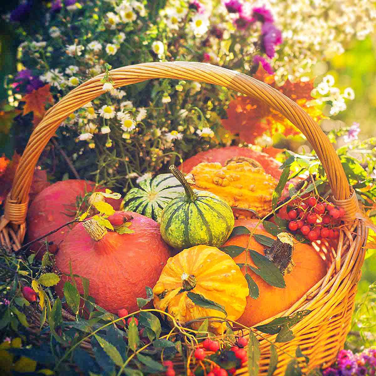 A basket of pumpkins and squashes.