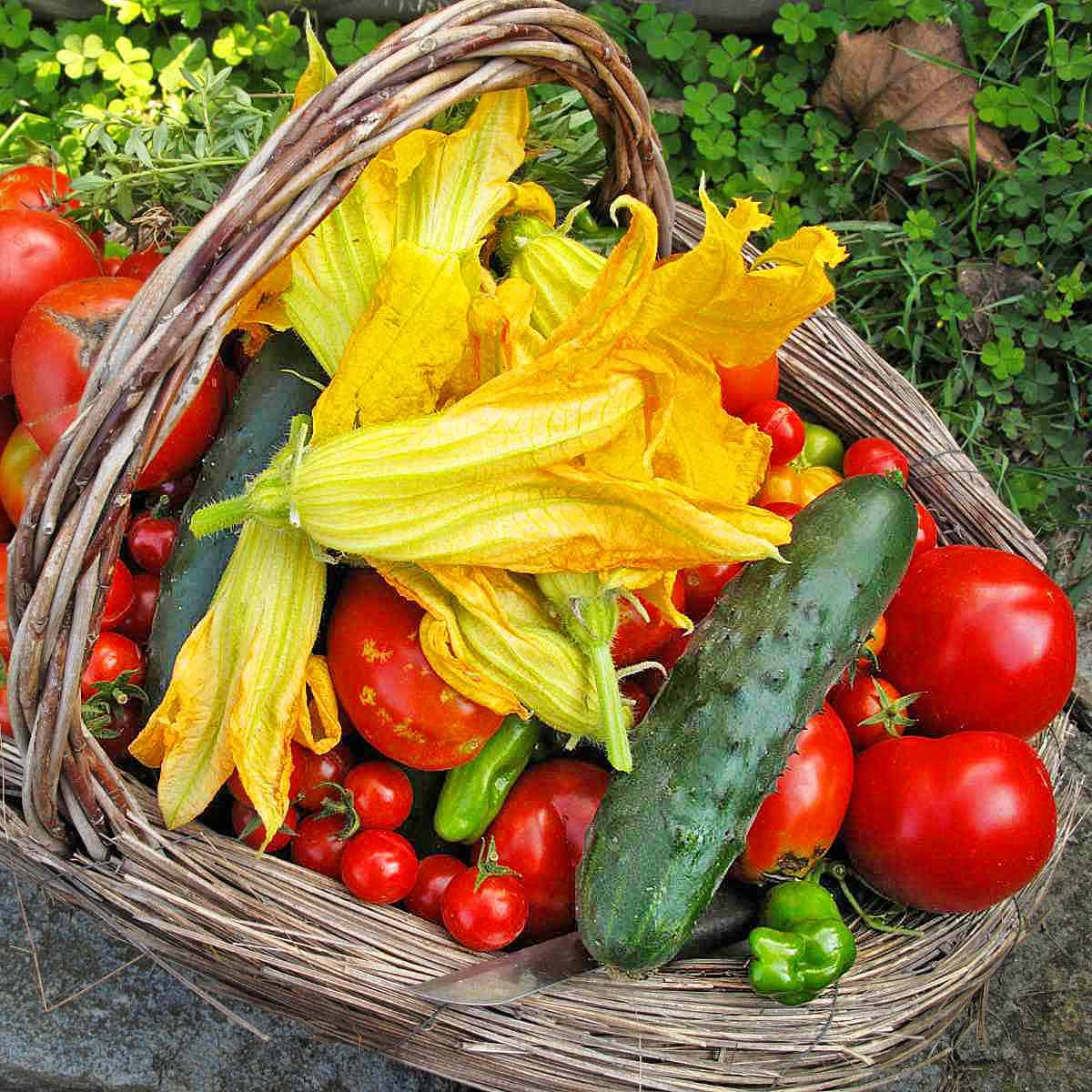 A garden basket filled with cucumbers, peppers, tomatoes and yellow squash blossoms.