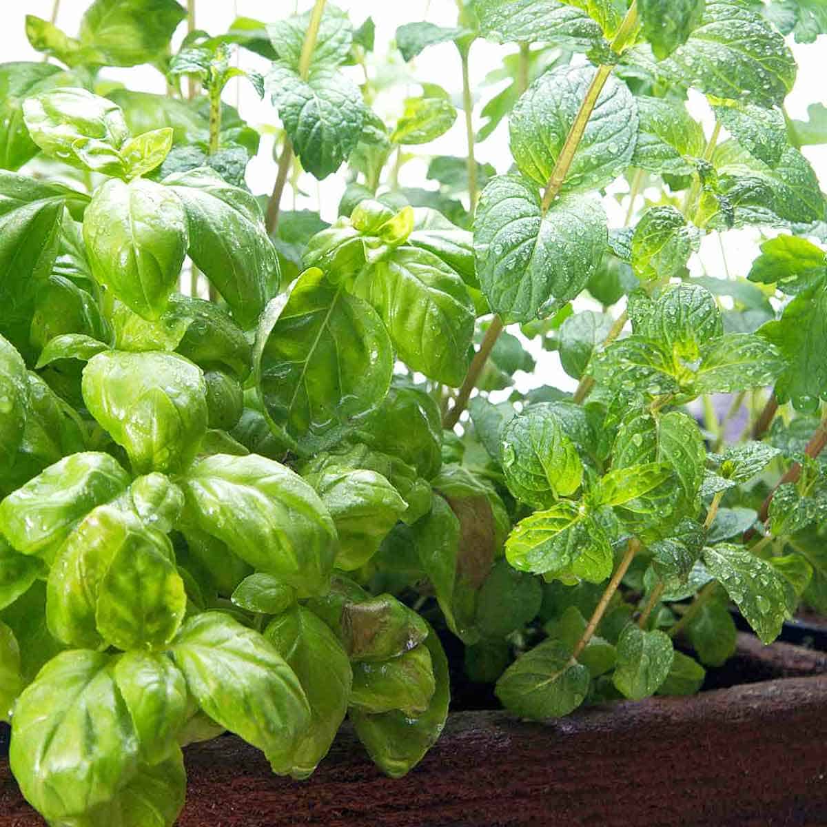 A fresh basil plant and a fresh mint plant in a pot.