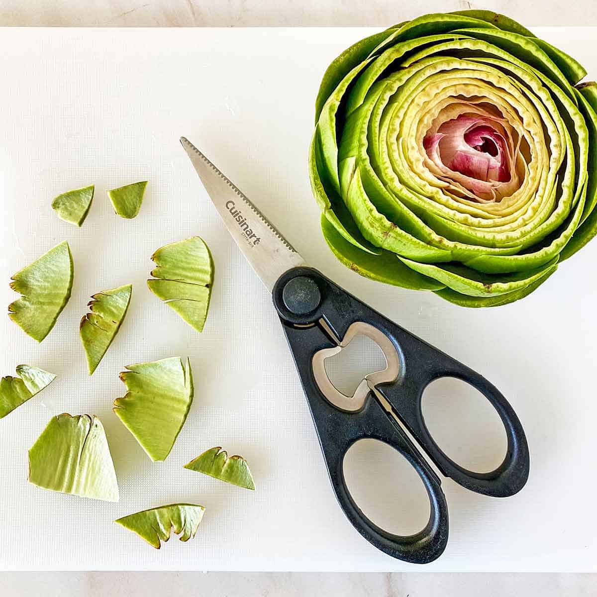 An artichoke on a cutting board with kitchen scissors and cut leaf points.