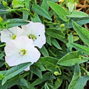 A patch of flowering bindweed.