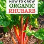 A rhubarb plant with red stalks.