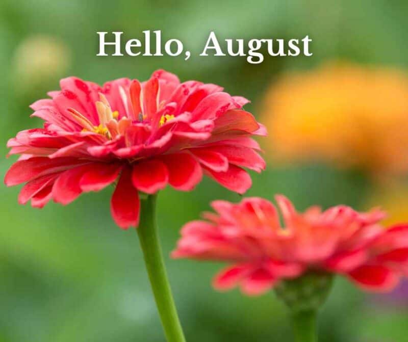 Colorful zinnias and text overlay Hello August.