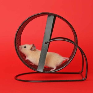 A hamster running on a wheel.