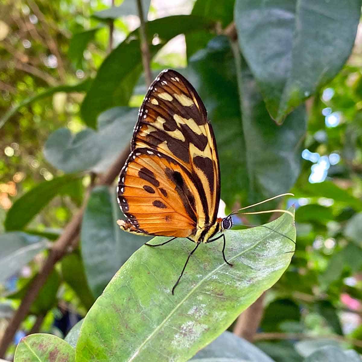 A butterfly on a green plant.