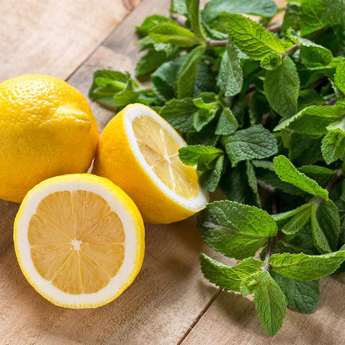 Two lemons and a bunch of fresh mint.