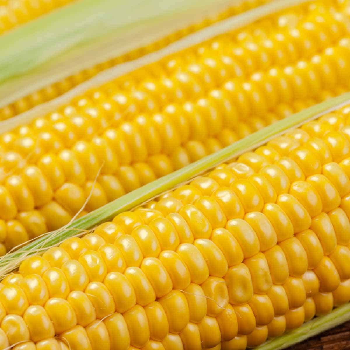Three ears of shucked sweet corn.