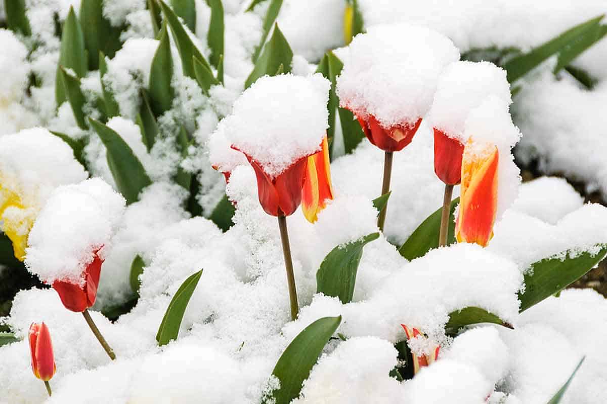Colorful tulips covered in snow.